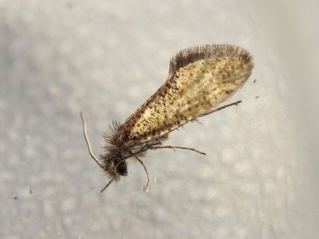 Dyseriocrania subpurpurella 